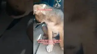 LET'S JOIN HANDS PLEASE TO PROVIDE FOOD FOR MY DOGS #tourist #save #dogshorts #puppy