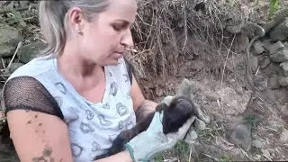 Baby Monkey Rescued and Returned to Family Group || ViralHog