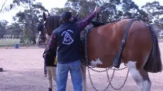 Harness & Long reining demo - Midland Zone Camp 2019 Sandy Creek Clydesdales