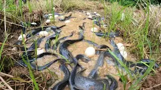 wow amazing fishing! catch a lot of fish & pick duck eggs under mud at rice field by hand