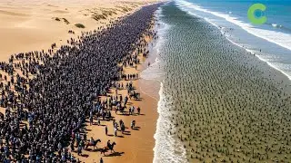 Texas BURIED THOUSANDS OF DEAD TREES in the Sea - What Happened SURPRISED SCIENTISTS