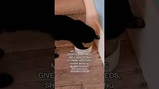 Kitten Going Crazy lol. 💀🖤 #cat #cats #kitten