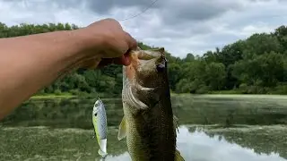 Neighborhood pond neighbor fails me #dinks #dcreel #overcast #bassangler #bass