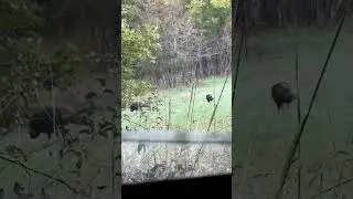 Turkeys came to food plot  #deer #hunting #wildlife #nature #deerhunting #bucks #turkey