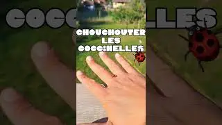 Un anti-pucerons 100% vivant #conseilsjardin #potagerbio #permaculture #coccinelle #pucerons