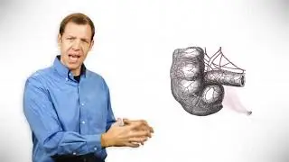 Do useless or vestigial organs prove evolution?