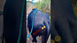 झोटे की दरदभरी कहानी 😁 #youtubeshorts #viralshort #funnyreels #trending #respect #shortsviral #msry