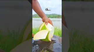 fantastic peeling of fresh green coconut ASMR