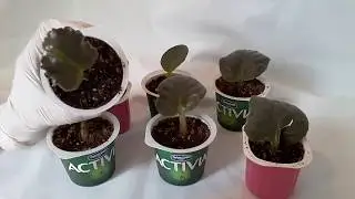 ¿Qué hacer con las HOJAS de violetas africanas que llevan mucho tiempo SIN DAR HIJOS?