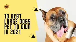 10 Best Large Dogs Pet To Own In 2021