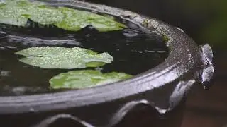 MIXUP OF AMBIENTS WITH RAIN TO RELAX (USE HEADPHOMES FOR A BETTER EXPERIENCE)  ☺♪
