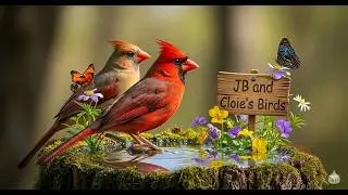 LIVE 🔴 Wednesday North Georgia Bird Cam Window to Nature 🦋🦊🐦🐾🌿 | 51 Species Confirmed