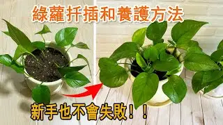 綠蘿這樣扦插土培，很快就發芽和爆盆了！一盆變多盆，60天生長日記分享💕🪴