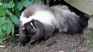 How to Get Rid of Skunks Under Your House | DIY Wildlife Control