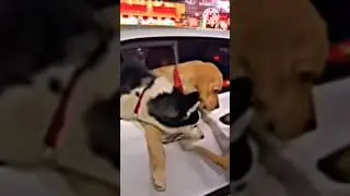 please adopt 😫 🙏#streetdog