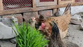3 Month Old Chicks Eating Grass! This Mother Hen Deserves a Dodo Story  | Nature with Animals❤️