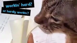 Have You Ever Seen a Cat With a Job?