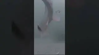 Pike Destroys Fish Hook