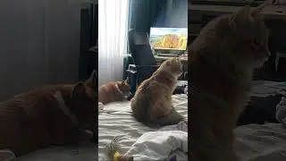 Котопёс квадроберы #прикол #smule #best #gaming #cat #corgi #dog #hannes #тимоха #квадробер