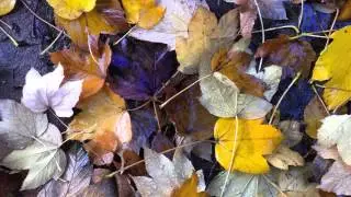 The 12 Autumns - 1 #&nbsp;Tiny Storms (sampler)