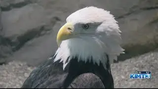 National Eagle Center reopens after renovations