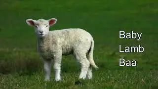 Baby lambs baaing and relax with Nature  4k  ( part 1 )