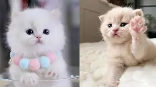 Baby Cats - Cute and Funny Cat Videos Compilation #3 |Animal videos | #4K