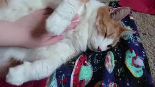 Cat Shows His Belly And Gets Rubs