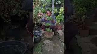 Mag trim tah sa mga tanom sa atubangan sa atong pinuy anan