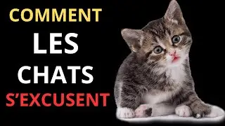😿❤️ Ton chat a essayé de s’excuser et tu ne l’as même pas remarqué : voici comment le reconnaître