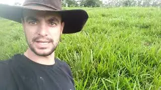 MG12 pared&atilde;o pastejo rotacionado! alta produ&ccedil;&atilde;o de pastagen!