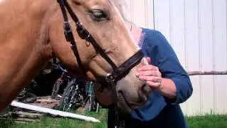 Jubilee Bridles-How to fit a bitless bridle