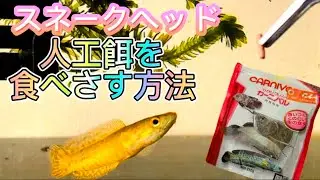 スネークヘッド日記9【ルン4人工餌】