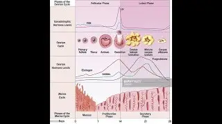 MENSTRUAL CYCLE !BLEEDING PHASE !PRE OVULATARY PHASE! OVULATARY PHASE ! POST OVULATARY PHASE LUTEAL