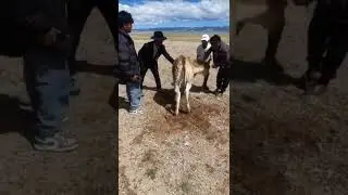 A kiang was found trapped in mesh wire, people tried to escape it. Pt.2 #wildlife#kiang#animalrescue