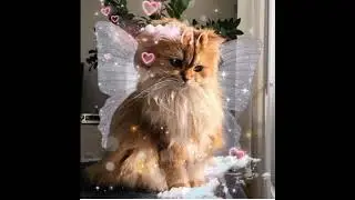 Cute Fairy Cat Pfp✨✨