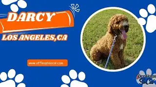 Moyen Poodle Training | Darcy | Los Angeles, CA