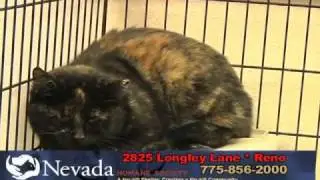 Adopting Barn Cats