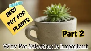 Best Pot For Plants | Part 2 | How To Choose Perfect Pot Size For Plants | Bonsai Pots