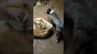 🧨Bullterrier vs Extreme Bully💥 #apbt #Bullterrier #Extremebully #dogfight #happydogs #crazydogs