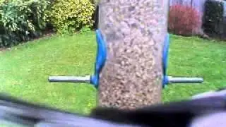 GardenTwitter classics - Long Tailed Tit