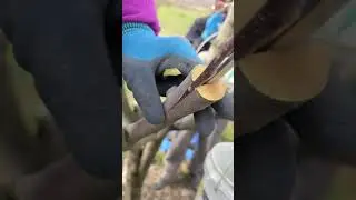 Top grafting by team sheikh bilal and orchardist ❣️#wonderfulkashmir #kashmiriapples #topgrafting