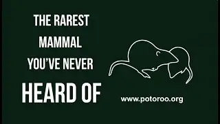 The Rarest Mammal You&rsquo;ve Never Heard Of