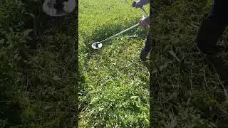 Alfalfa harvest