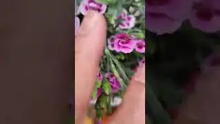 AMAZING SUMMER PINK FLOWERING PLANTS