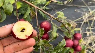 The Best Cold hardy Apple, Kerr Crab