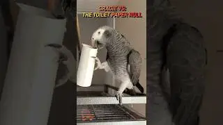 Florida Parrot&rsquo;s Toilet Paper Showdown