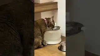 Klutz Loves Her Cheerble Fountain 😋💧 | Tiny Paw