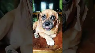 #pugglelife #puggles #puggle #trendingvideo #trending #trendingshorts #shortsvideo #shortsviral