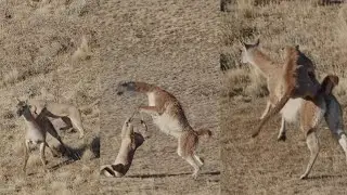 Fierce fight between Guanaco and Cougar